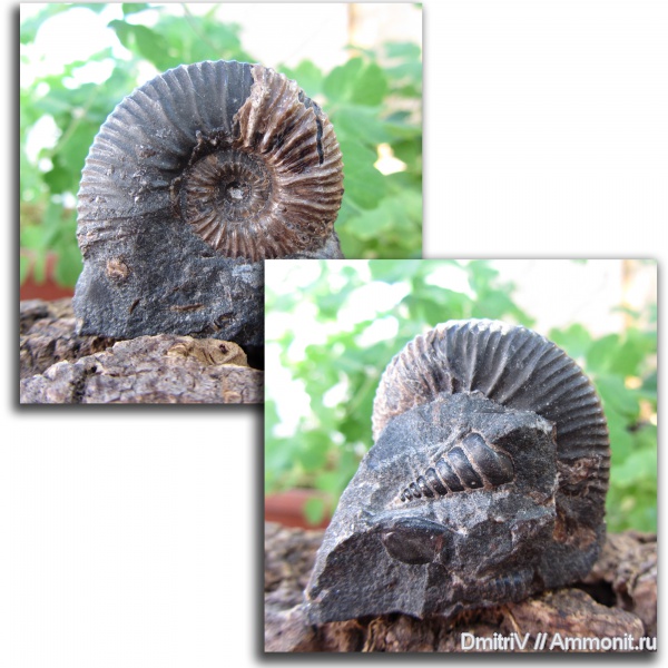 гастроподы, Acanthohoplites