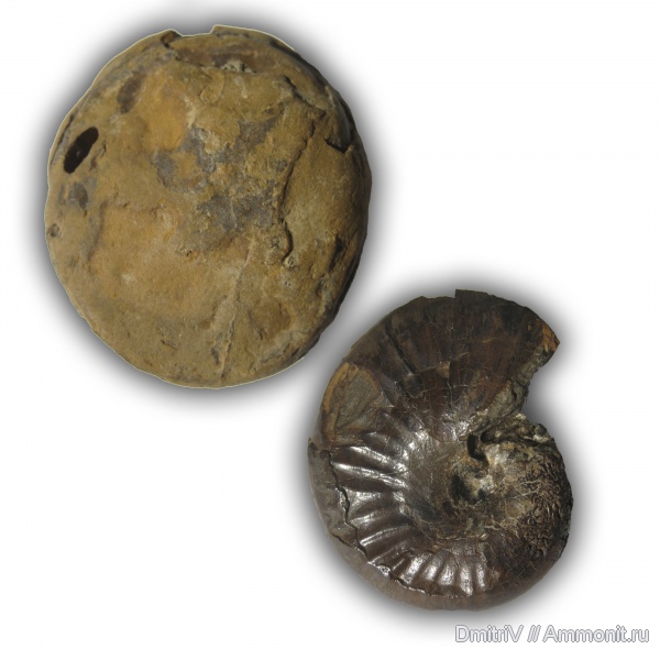 Phyllopachyceras, Phyllopachyceras prendeli