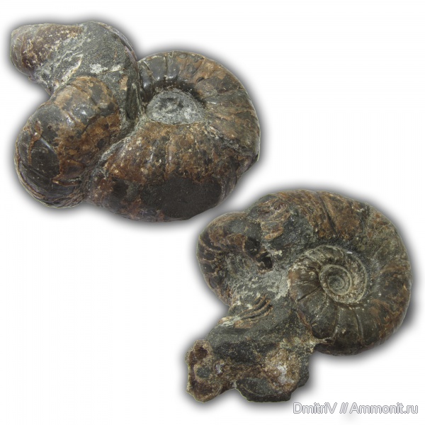 аммониты, палеоарт, Ammonites, Eogaudryceras
