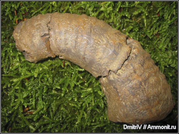 гетероморфные аммониты, heteromorph ammonites