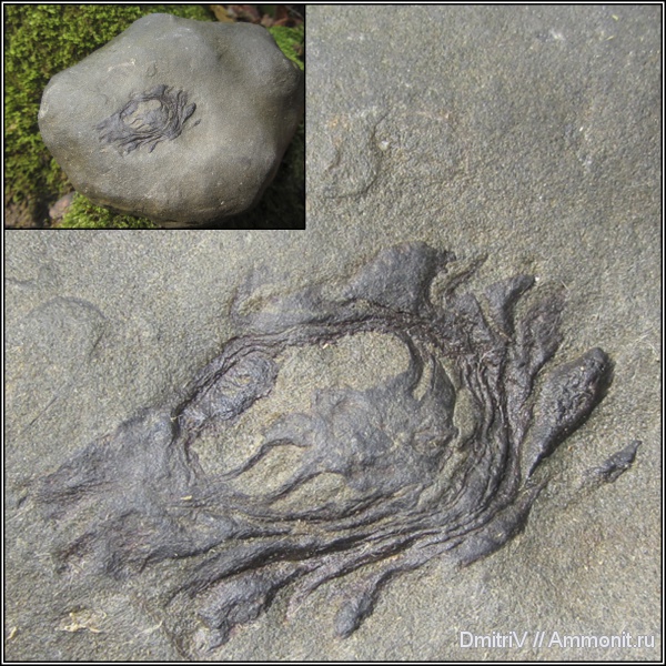 шишки, Pityostrobus