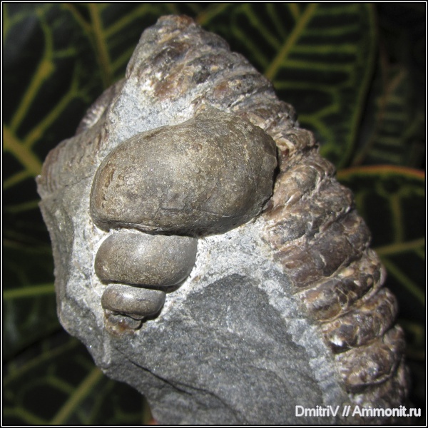 гастроподы