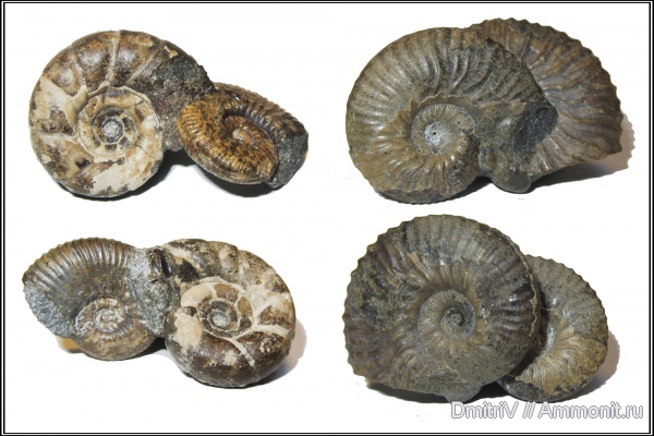 аммониты, палеоарт, Ammonites, Eogaudryceras, Acanthohoplites