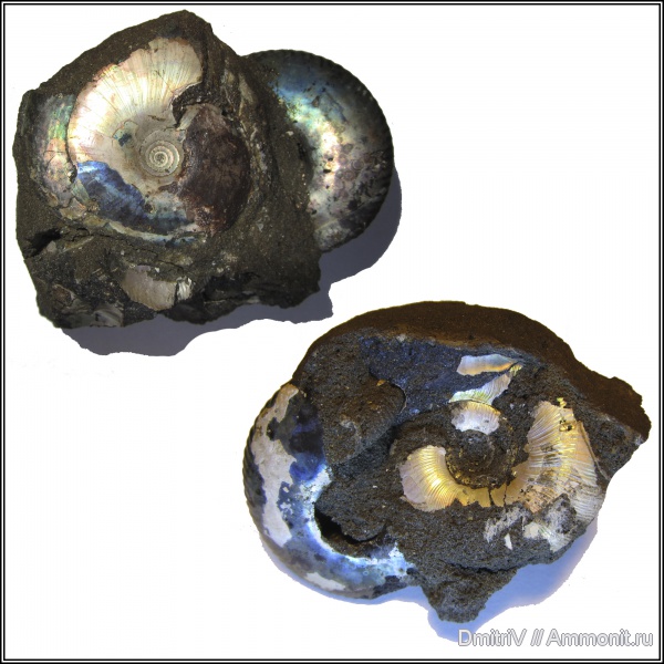 аммониты, юра, Kachpurites, конкреции, Craspedites, Craspedites nekrassovi, р. Черемуха, волжский век, Ammonites, Volgian, Jurassic