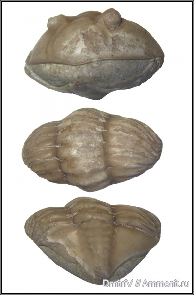 трилобиты, ордовик, р. Волхов, Asaphus, Ordovician