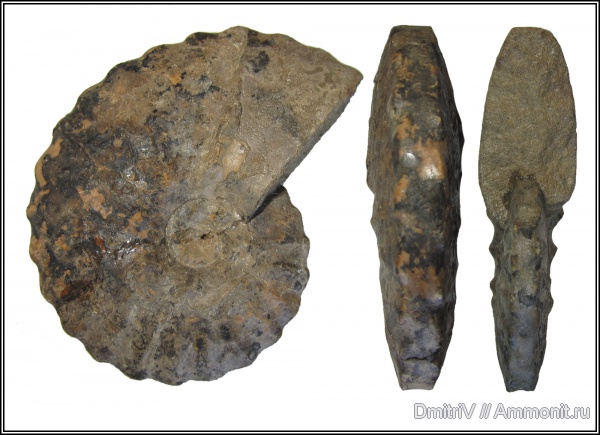 аммониты, меловой период, Казахстан, Dimorphoplites, Hoplitidae, Ammonites, Cretaceous