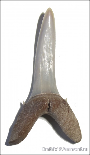 палеоген, Казахстан, зубы акул, Striatolamia, shark teeth