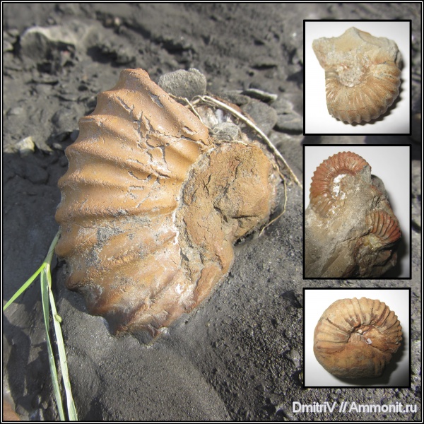 аммониты, Ammonites