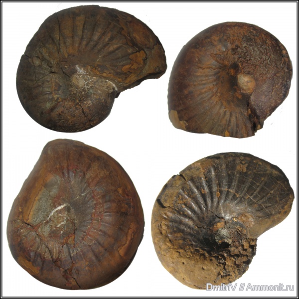 аммониты, Ammonites, Phyllopachyceras, Phyllopachyceras prendeli