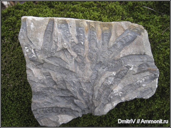 ?, ихнофоссилии