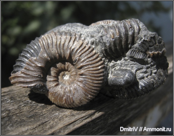 аммониты, гетероморфные аммониты, палеоарт, Ammonites, heteromorph ammonites