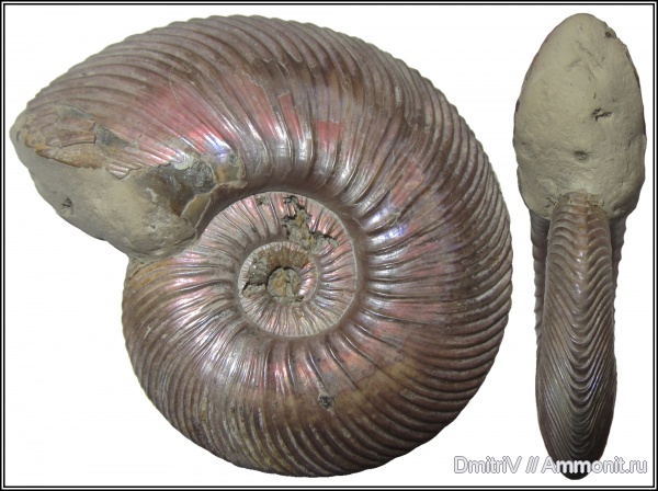 юра, Quenstedtoceras, верхний келловей, Quenstedtoceras lamberti, Дубки, Jurassic