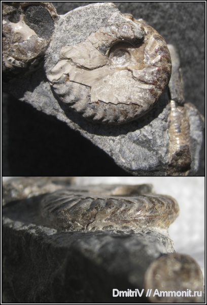 Pseudosaynella, р. Дефань