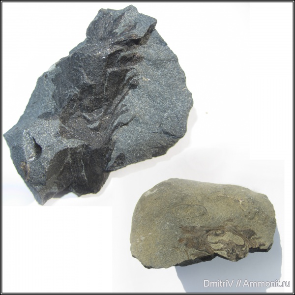 шишки, Pityostrobus