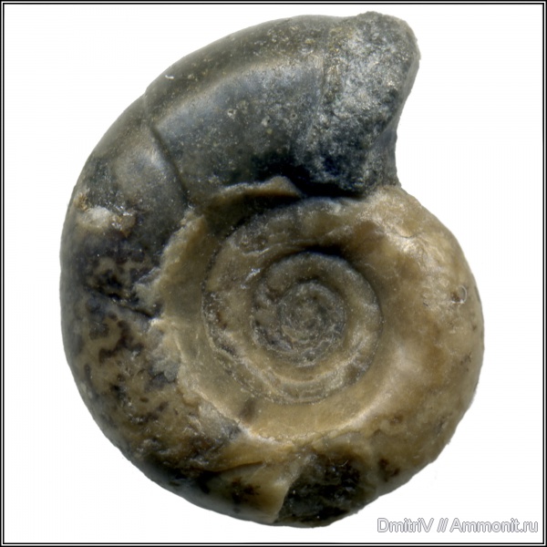 Eogaudryceras, р. Дефань