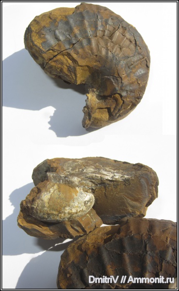 аммониты, Ammonites, Phyllopachyceras, Phyllopachyceras prendeli, р. Дефань