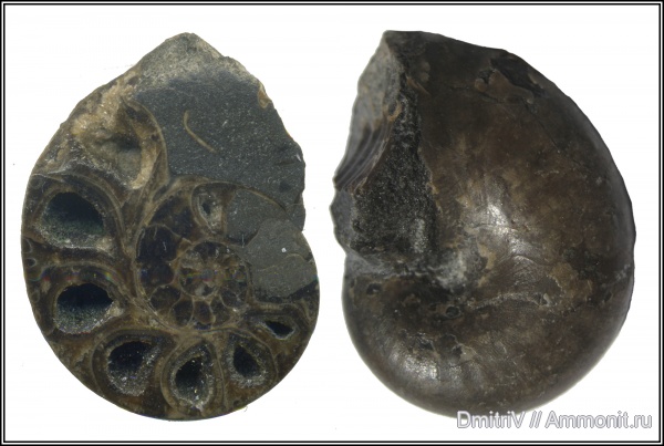 палеоарт, Phylloceratidae