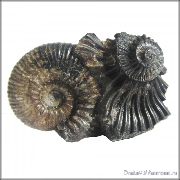 аммониты, палеоарт, Ammonites, Acanthohoplites, р. Дефань