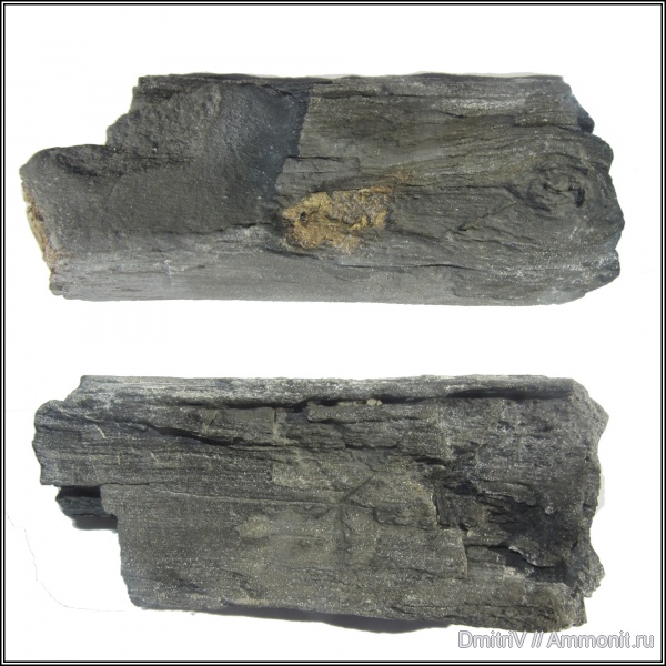 неоген, миоцен, окаменевшее дерево, р. Пшеха