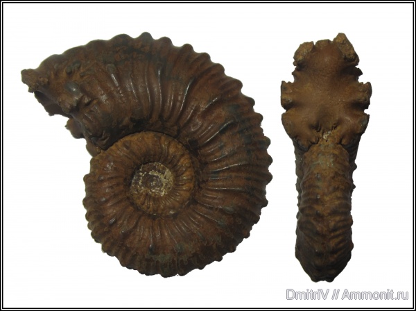 юра, Kosmoceras, верхний келловей, Дубки, Kosmoceras duncani, Jurassic