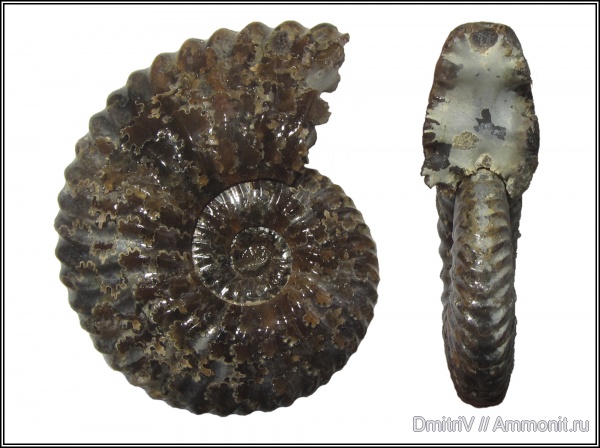 мел, Deshayesites, Саратовская область, нижний апт, Cretaceous