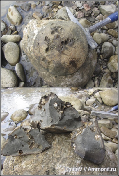 двустворчатые моллюски, р. Пшеха