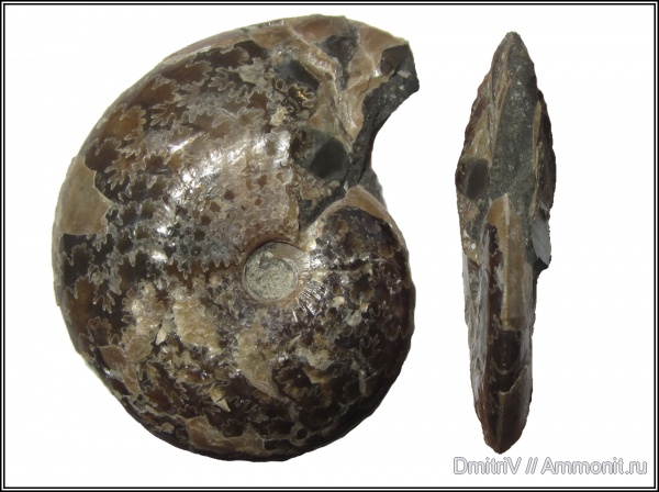 мел, Aconeceras, Aconeceras trautscholdi, Саратовская область, Aconeceratidae, нижний апт, Aptian, Cretaceous