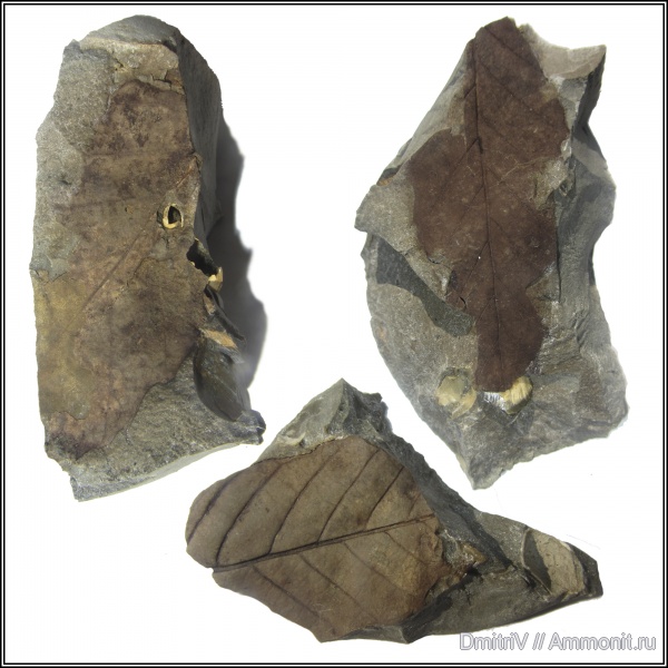 растения, р. Пшеха, листья