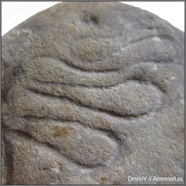 черви, ихнофоссилии, р. Дефань