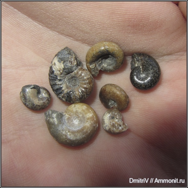 аммониты, Ammonites, Acanthohoplites, Phylloceratidae, Protetragonites, р. Дефань