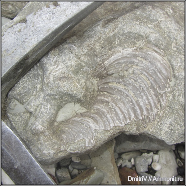 двустворчатые моллюски, Inoceramus