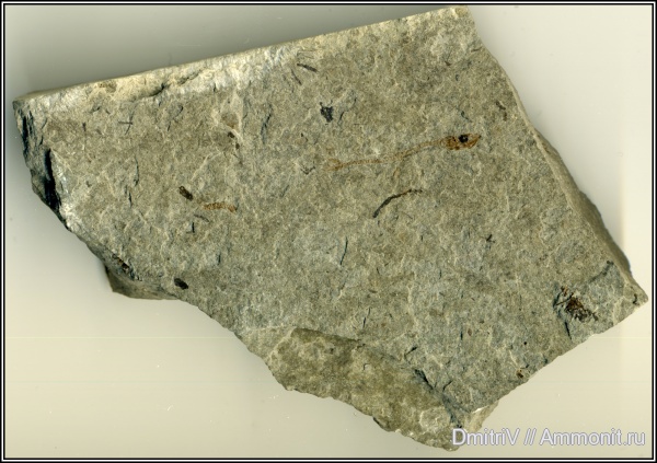 неоген, рыбы, р. Пшеха, fish