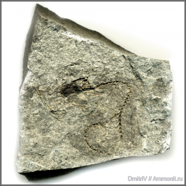 неоген, рыбы, р. Пшеха, fish