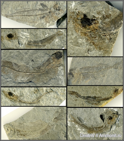 неоген, рыбы, р. Пшеха, fish