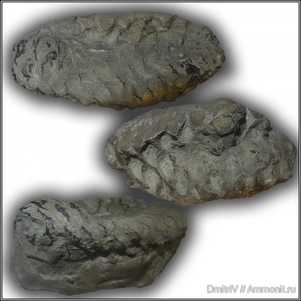 шишки, Pityostrobus