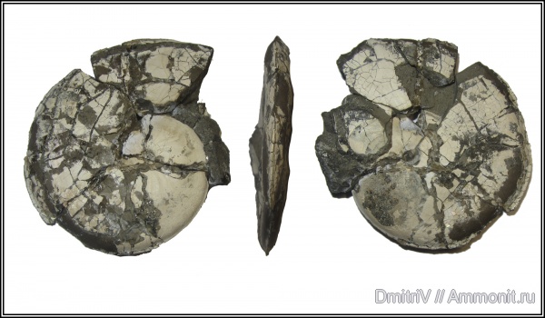 апт, Aconeceras, Aconeceras trautscholdi, Aptian