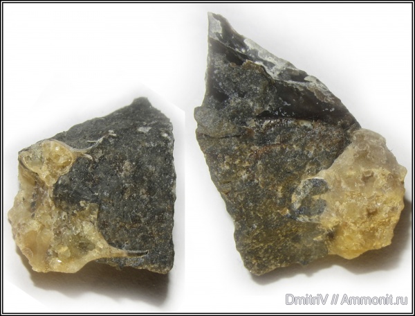 Epicheloniceras, поперечное сечение, шипы