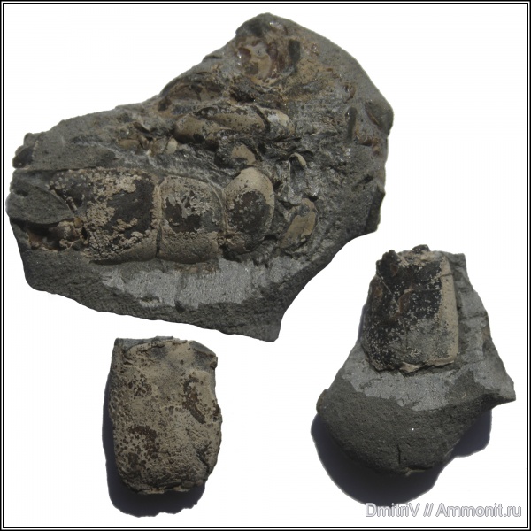 конкреции, крабы, клешни