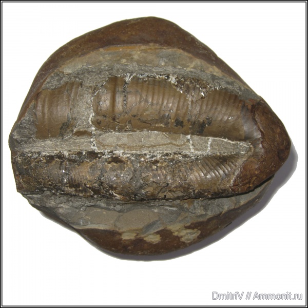 гетероморфные аммониты, р. Дефань, heteromorph ammonites