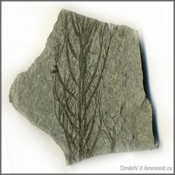 неоген, водоросли, р. Пшеха