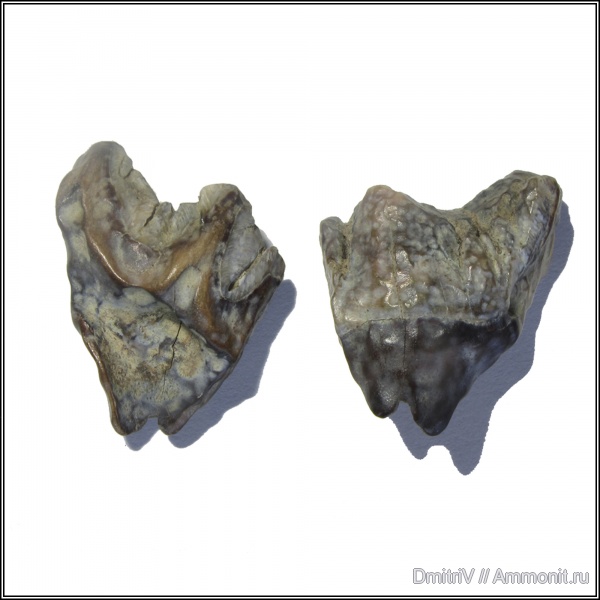зубы, млекопитающие, р. Мокрый Апчас, teeth