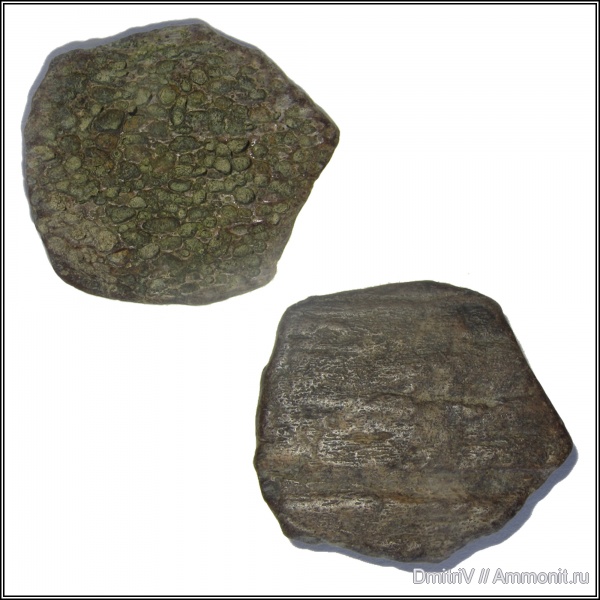 неоген, кости, р. Мокрый Апчас