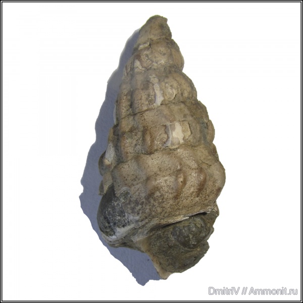 гастроподы, мел, Confusiscala, Горячий Ключ, Cretaceous