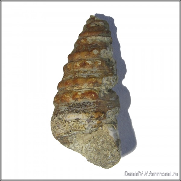 гастроподы, мел, Paraglauconia, Горячий Ключ, Paraglauconia iujani, Cretaceous