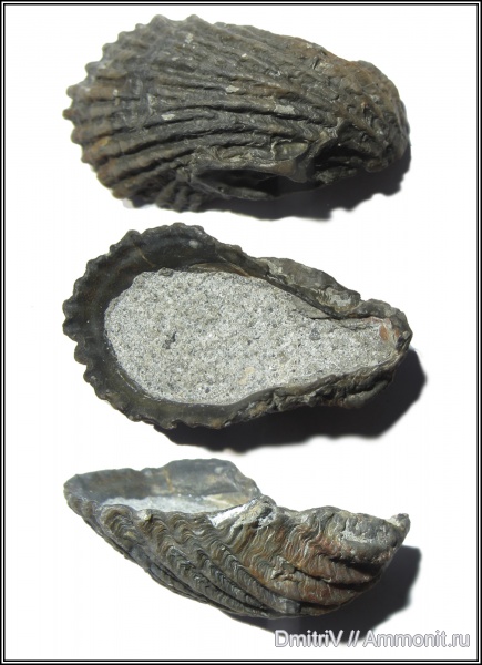 мел, устрицы, Ostrea, Горячий Ключ, Ostrea polyphema, Cretaceous