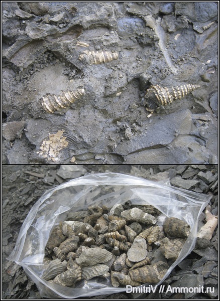 гастроподы, мел, Paraglauconia, Горячий Ключ, Paraglauconia iujani, Cretaceous