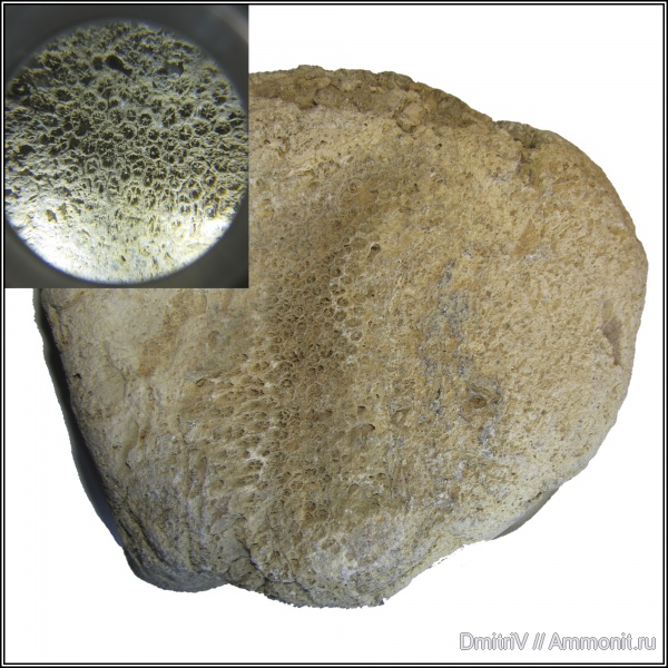 юра, кораллы, Scleractinia, Горячий Ключ, Jurassic