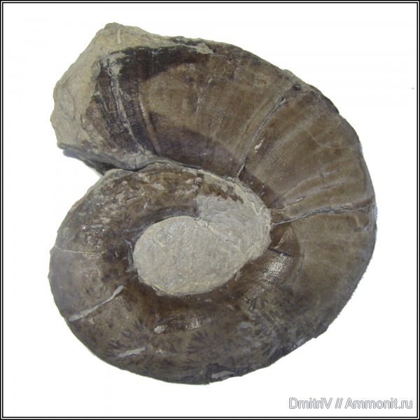 Lytoceratina, Lytoceratidae, Горячий Ключ