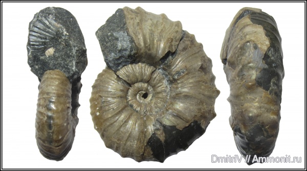 прижизненные повреждения, устье