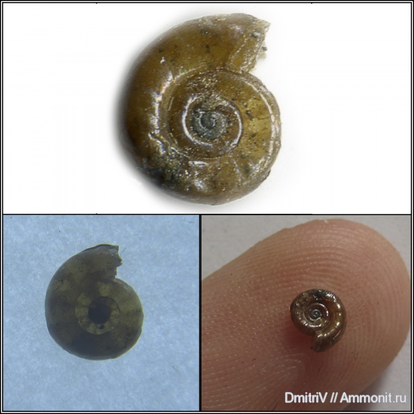 аммонителла, ammonitella